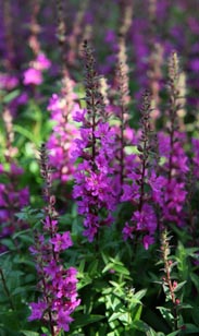 Lythrium