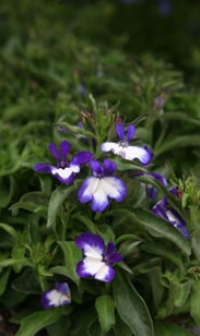 M&auml;nnertreu h&auml;ngend