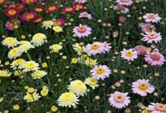 Margeriten-Staude