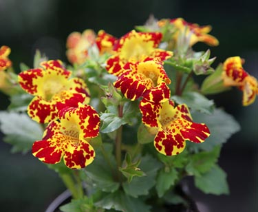 Mimulus