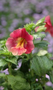 Mimulus