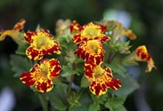 Mimulus