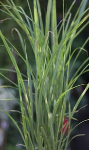 Miscanthus-Gras