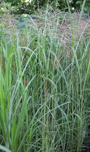 Miscanthus-Gras