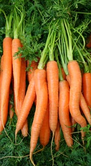 Möhren