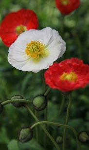 Mohn