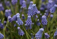 Muscari -Traubenhyazinthe