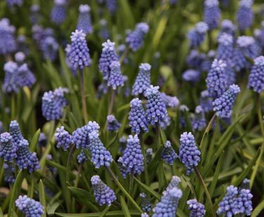 Muscari -Traubenhyazinthe