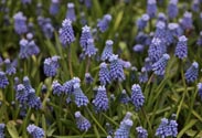 Muscari -Traubenhyazinthe