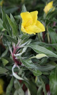 Oenothera Nachtkerze