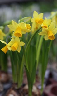Narzissen