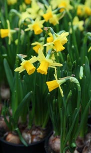 Narzissen