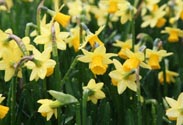Narzissen