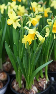 Narzissen