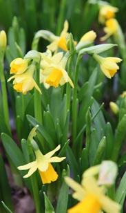 Narzissen