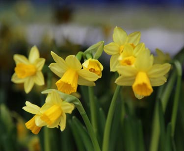 Narzissen