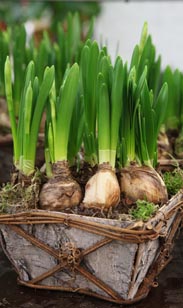 Narzissen in dek. Holzkiste