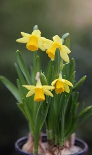Narzissen