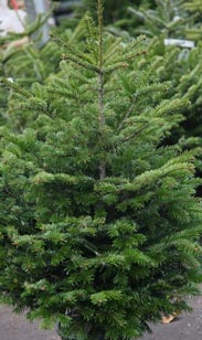 Nordmanntanne Ballen