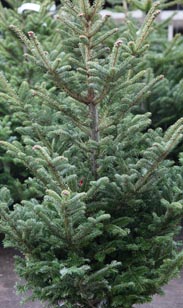 Nordmanntanne Ballen