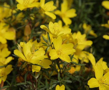 Oenothera Nachtkerze