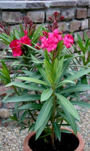 Oleander