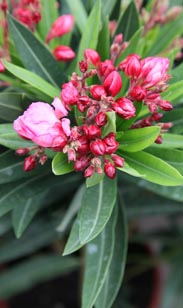 Oleander