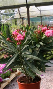 Oleander