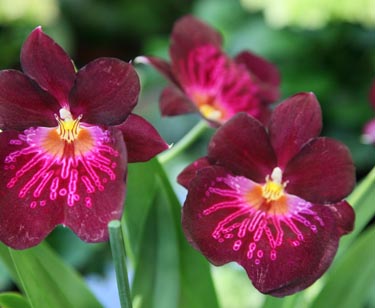 Orchidee Miltonia