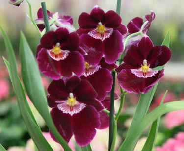 Orchidee Miltonia
