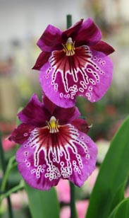 Orchidee Miltonia