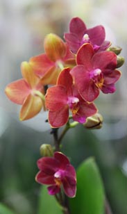 Orchidee Phalaenopsis