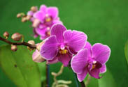 Orchidee Phalaenopsis