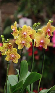Orchidee Phalaenopsis