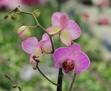 Orchidee Phalaenopsis