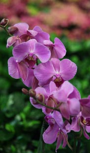 Orchidee Phalaenopsis