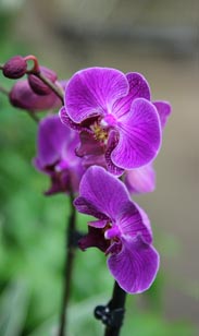 Orchidee Phalaenopsis