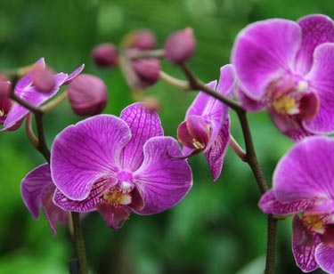 Orchidee Phalaenopsis