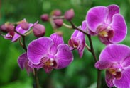 Orchidee Phalaenopsis