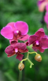 Orchidee Phalaenopsis