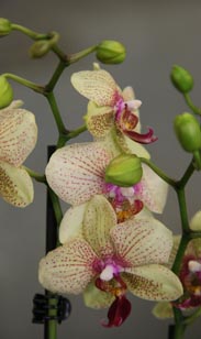 Orchidee Phalaenopsis