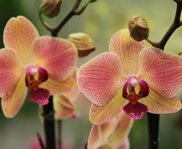 Orchidee Phalaenopsis