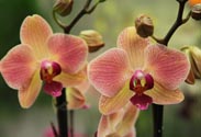 Orchidee Phalaenopsis