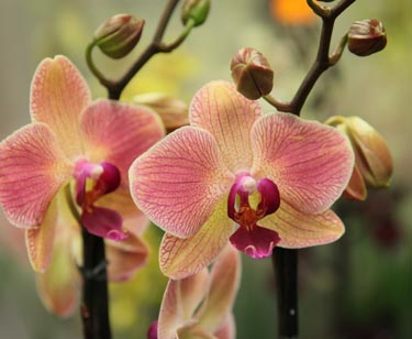 Orchidee Phalaenopsis