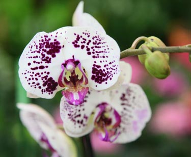 Orchidee Phalaenopsis
