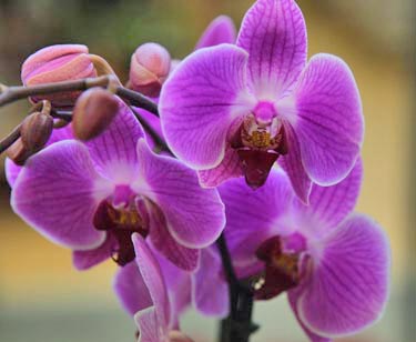 Orchidee Phalaenopsis