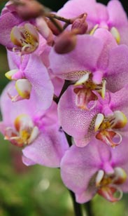 Orchidee Phalaenopsis