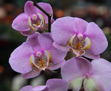 Orchidee Phalaenopsis
