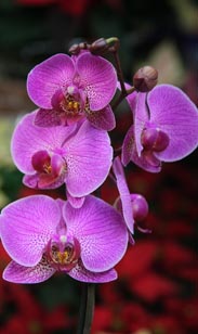 Orchidee Phalaenopsis