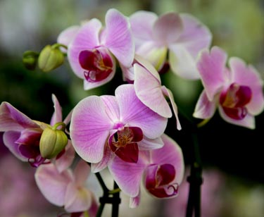 Orchidee Phalaenopsis